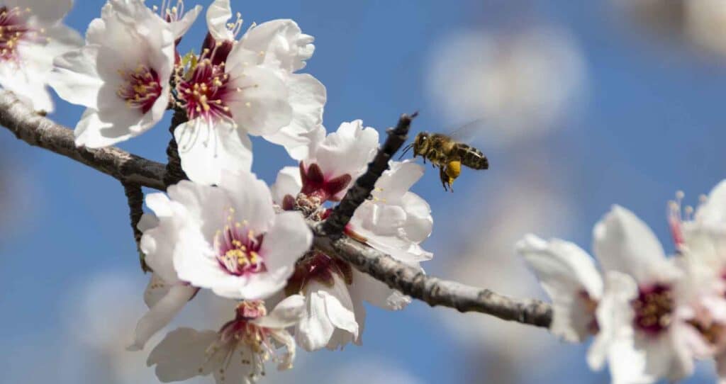 abeilles