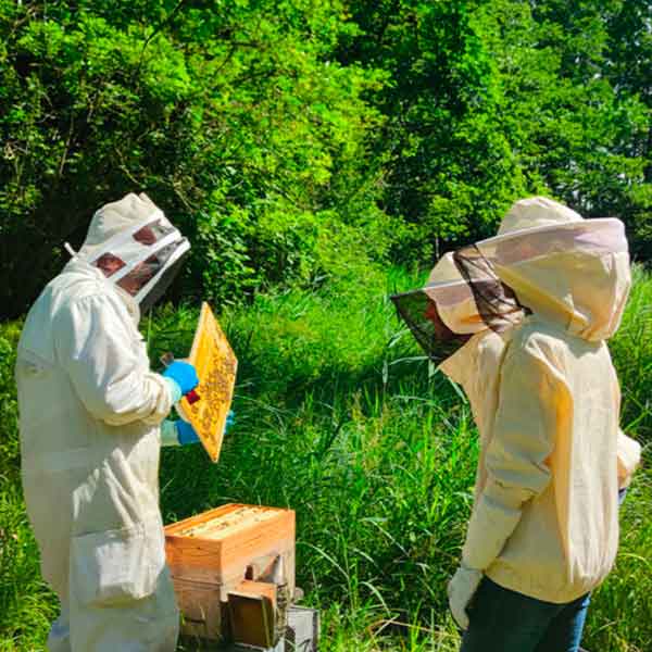 Initiation à l'Apiculture
